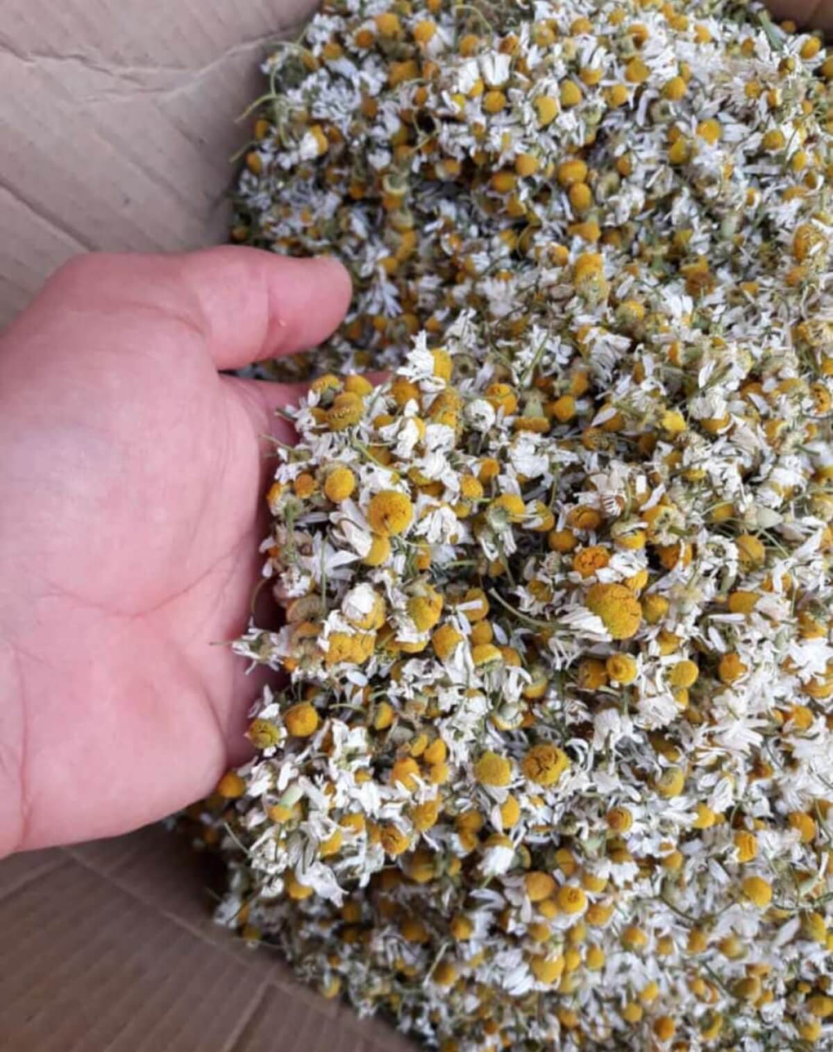 Herbal Medicine in Ancient Egypt