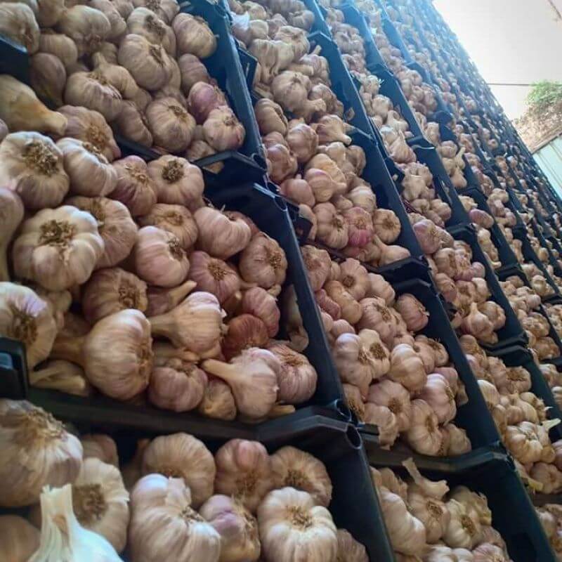 Dried Garlic