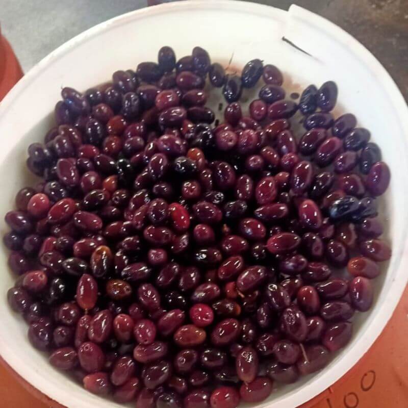 زيتون أسود طبيعي